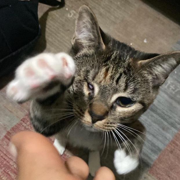 Scone — thumbnail 4