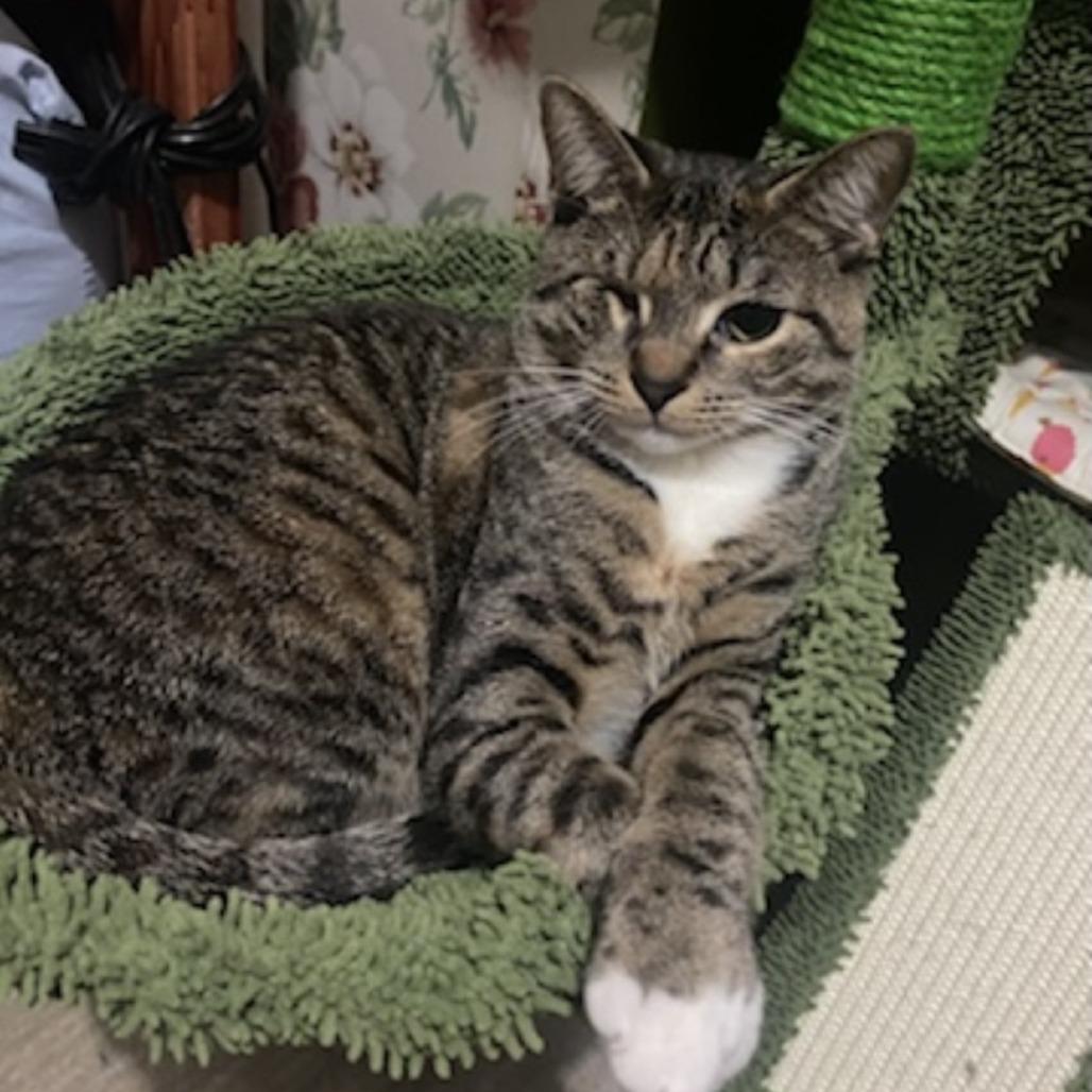 Scone — thumbnail 5