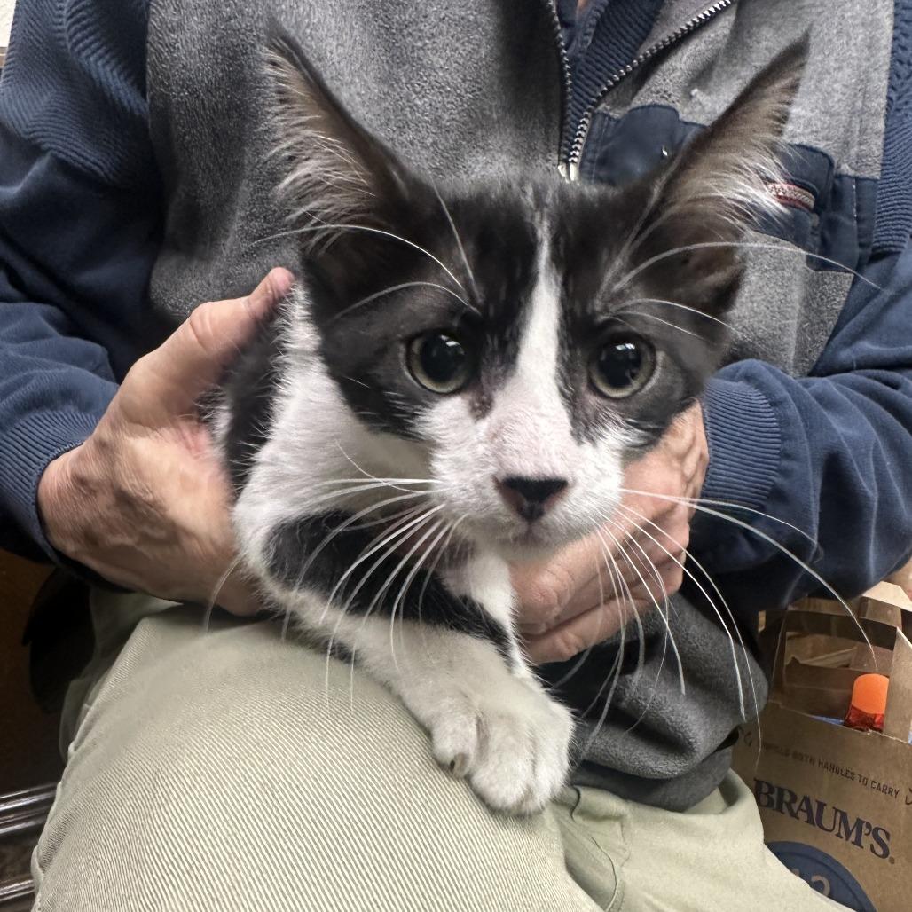 Tori F-21603, Adoptable, Kitten Male Domestic Short Hair.