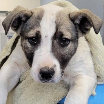 Enlarge Thumper, a Adoptable Mixed Breed in Las Cruces, NM image 1/6