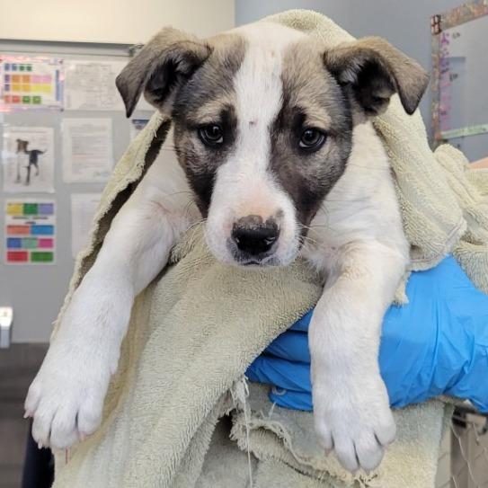 Enlarge Thumper, a Adoptable Mixed Breed in Las Cruces, NM image 2/6
