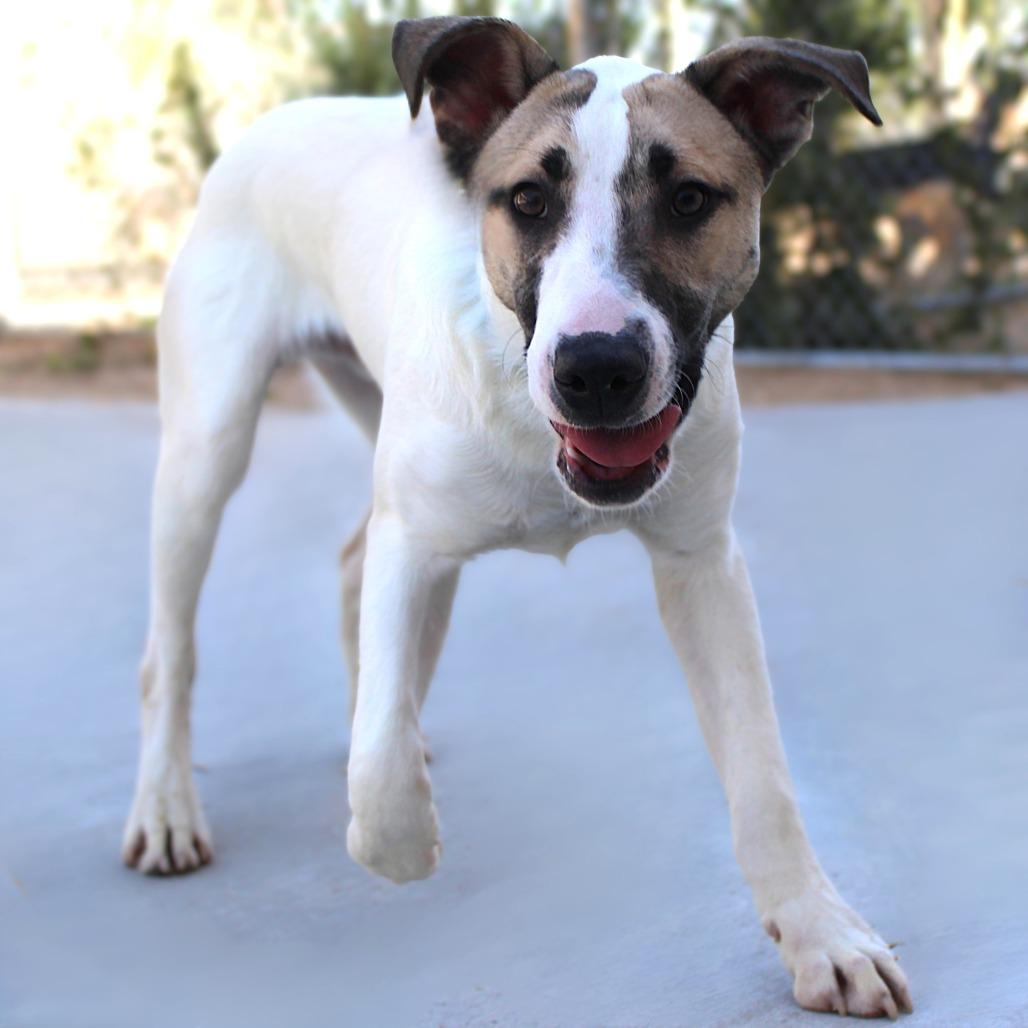 Enlarge Thumper, a Adoptable Mixed Breed in Las Cruces, NM image 3/6