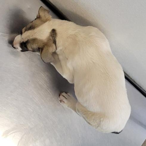 Enlarge Thumper, a Adoptable Mixed Breed in Las Cruces, NM image 4/6