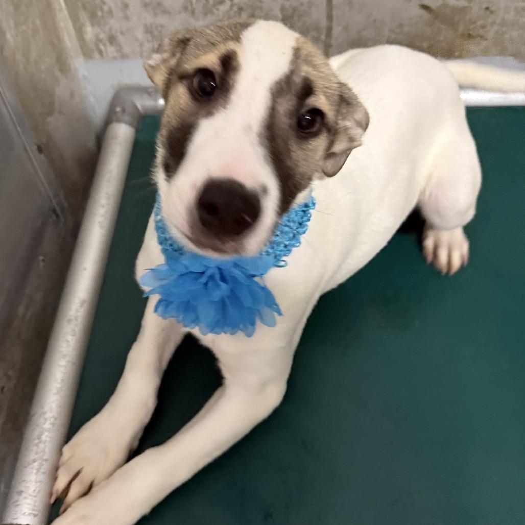 Enlarge Thumper, a Adoptable Mixed Breed in Las Cruces, NM image 5/6