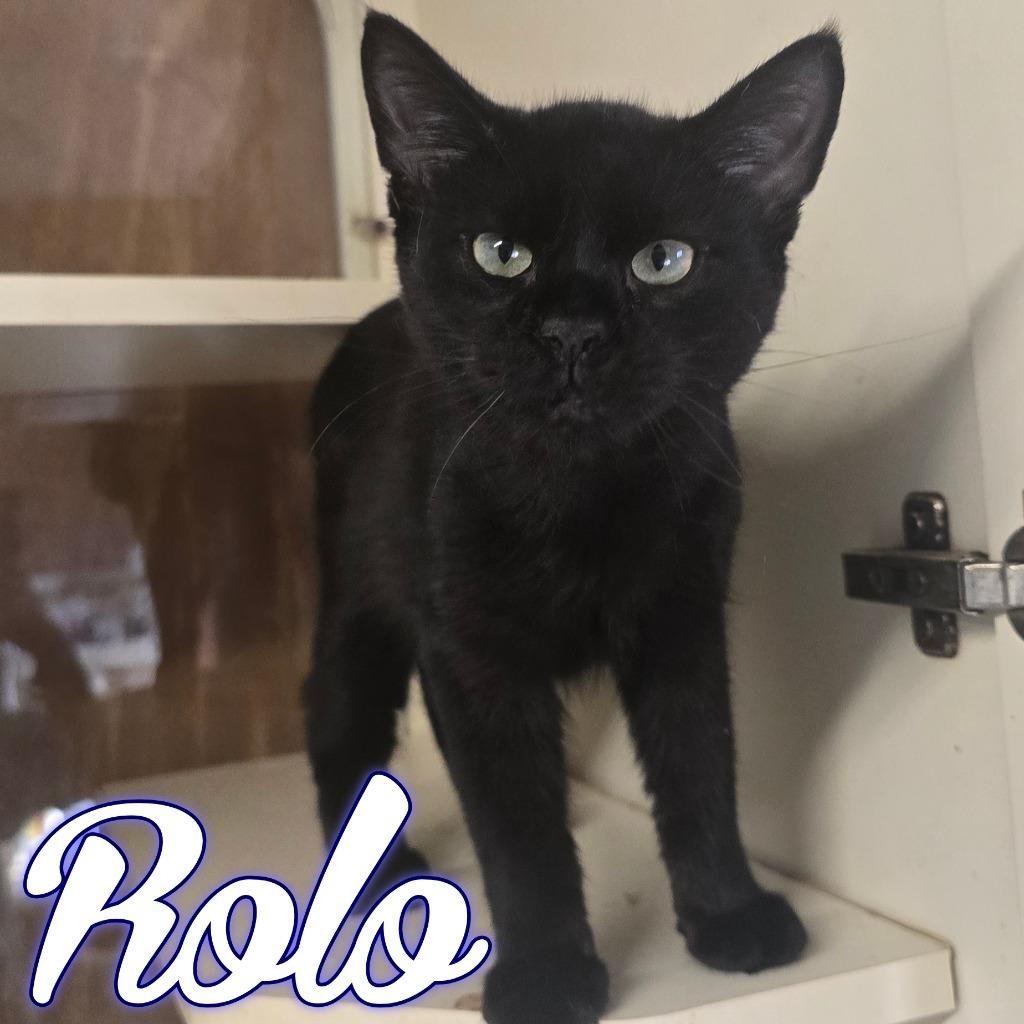 Rolo, Adoptable, Kitten Male Domestic Short Hair.