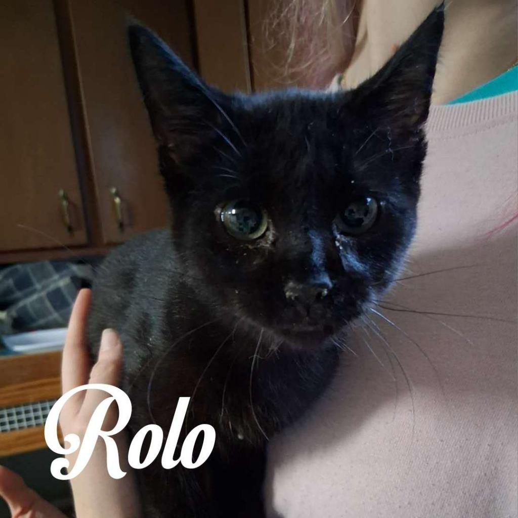 Enlarge Rolo, a Adoptable Domestic Short Hair in Hillsboro, OH image 2/3