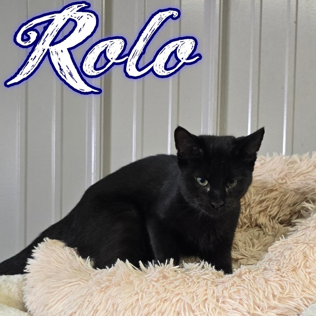 Enlarge Rolo, a Adoptable Domestic Short Hair in Hillsboro, OH image 3/3