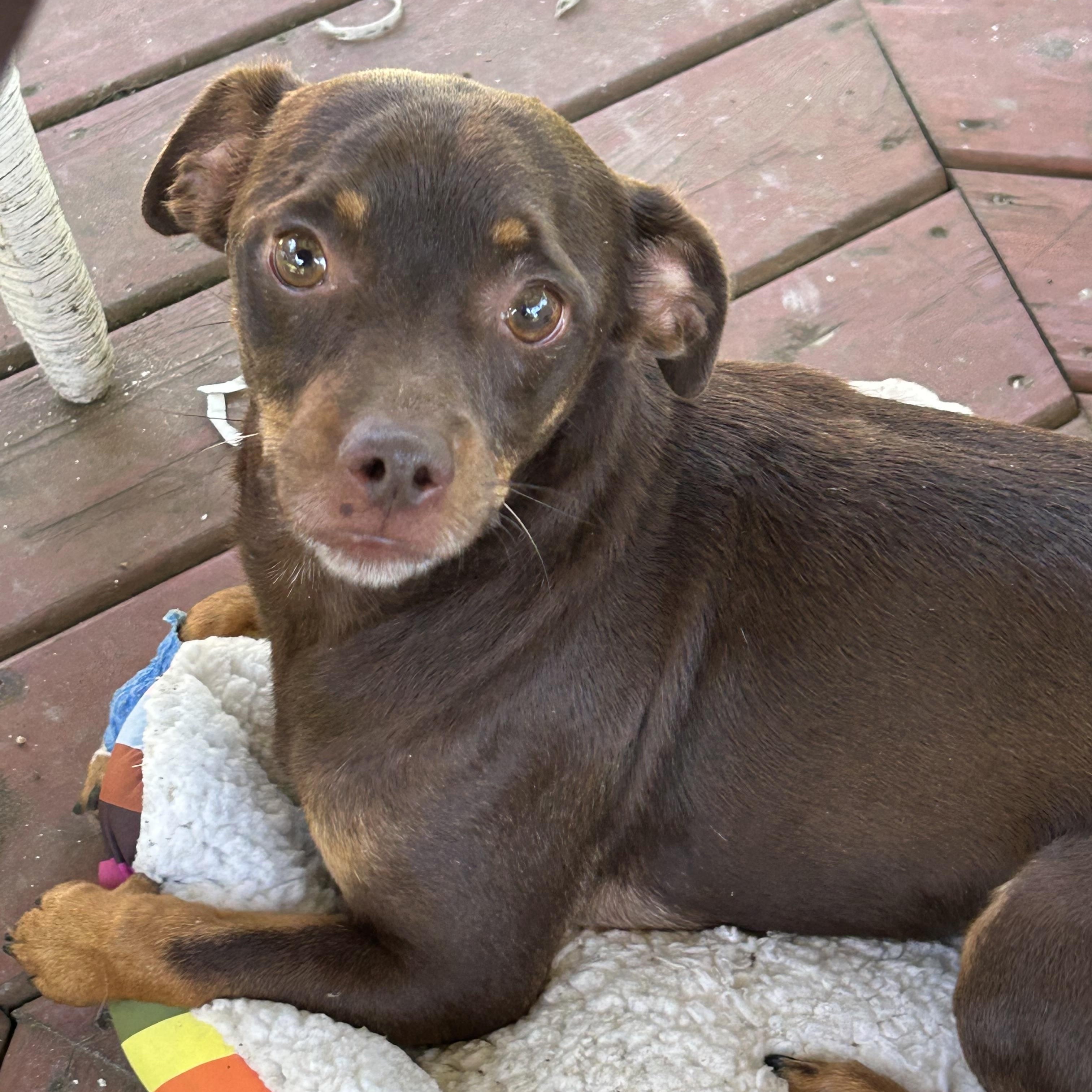 Brownie, an adopted Chiweenie in Paris, TX image 2/2