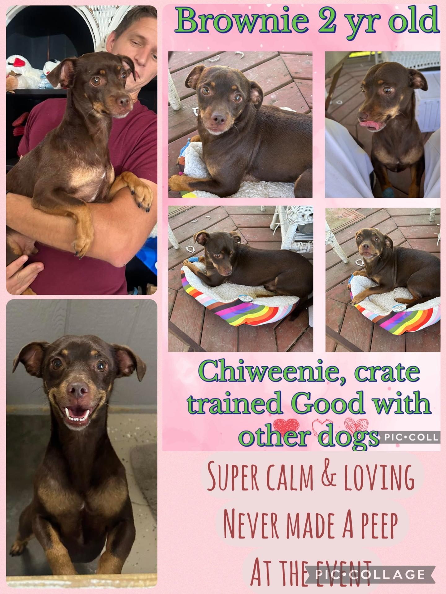 Brownie, adopted, Adult Male Chiweenie.