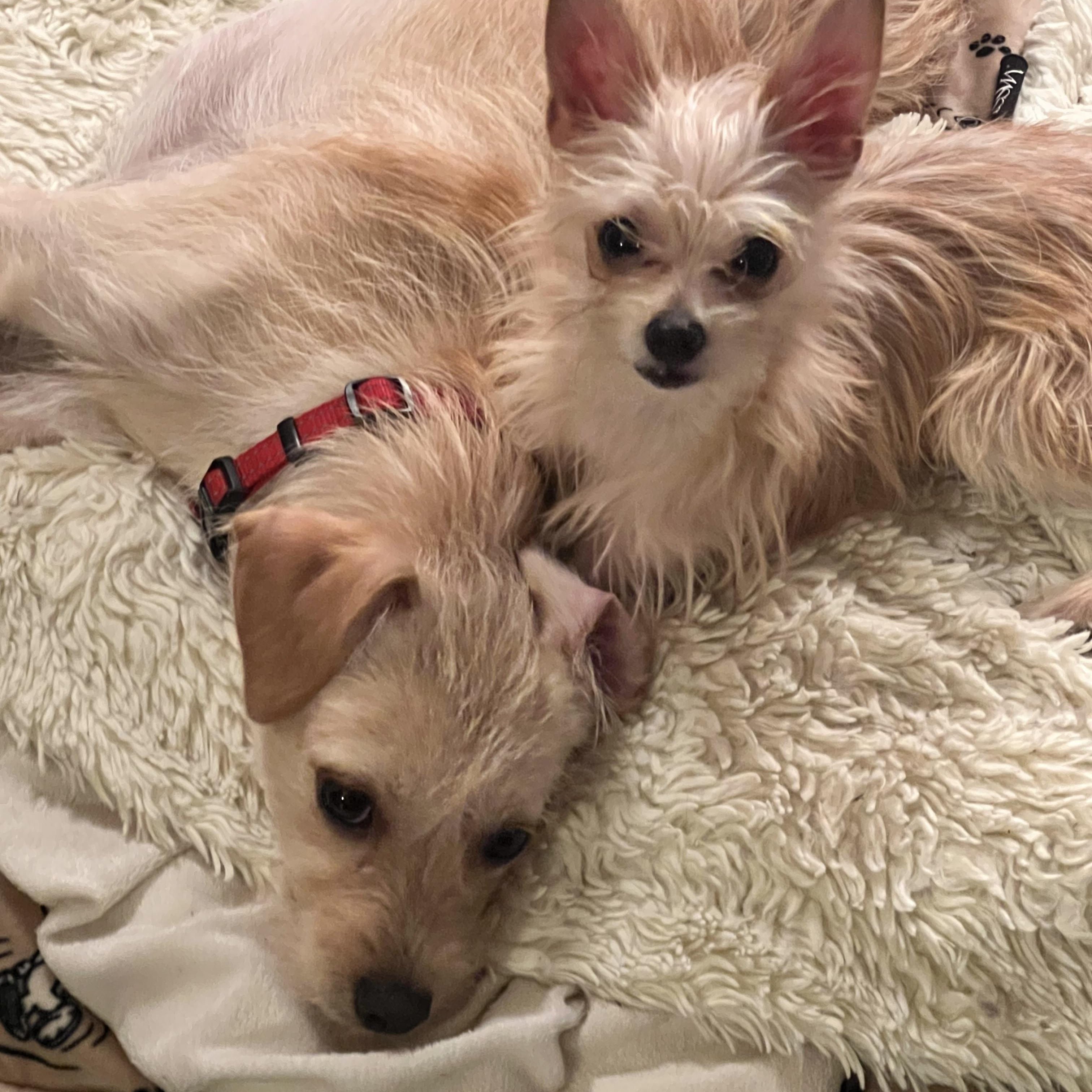 Elsa, a Adoptable mixed breed in Encino, CA image 4/5