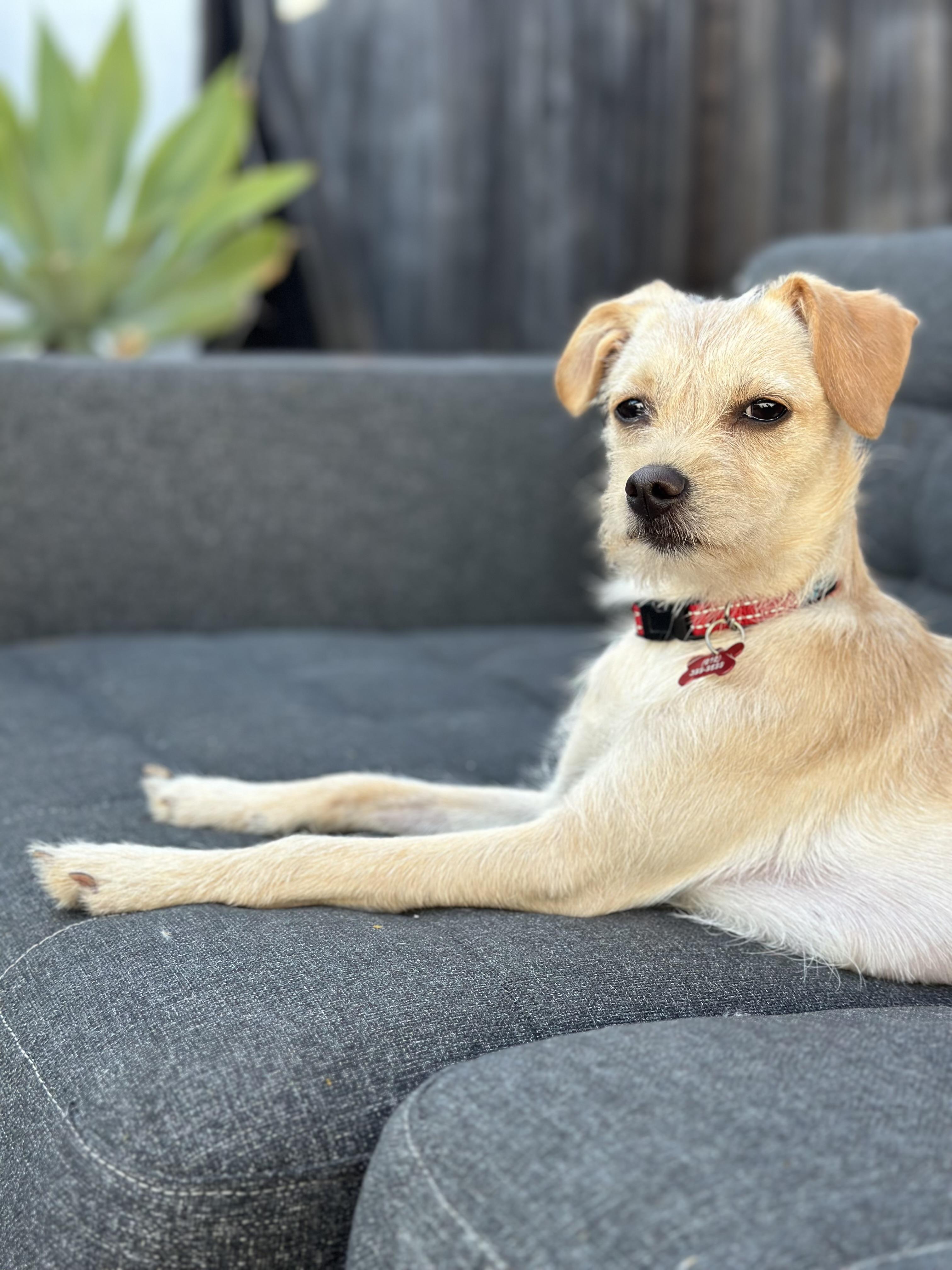 Elsa, Adoptable, Young Female Terrier & Pomeranian.