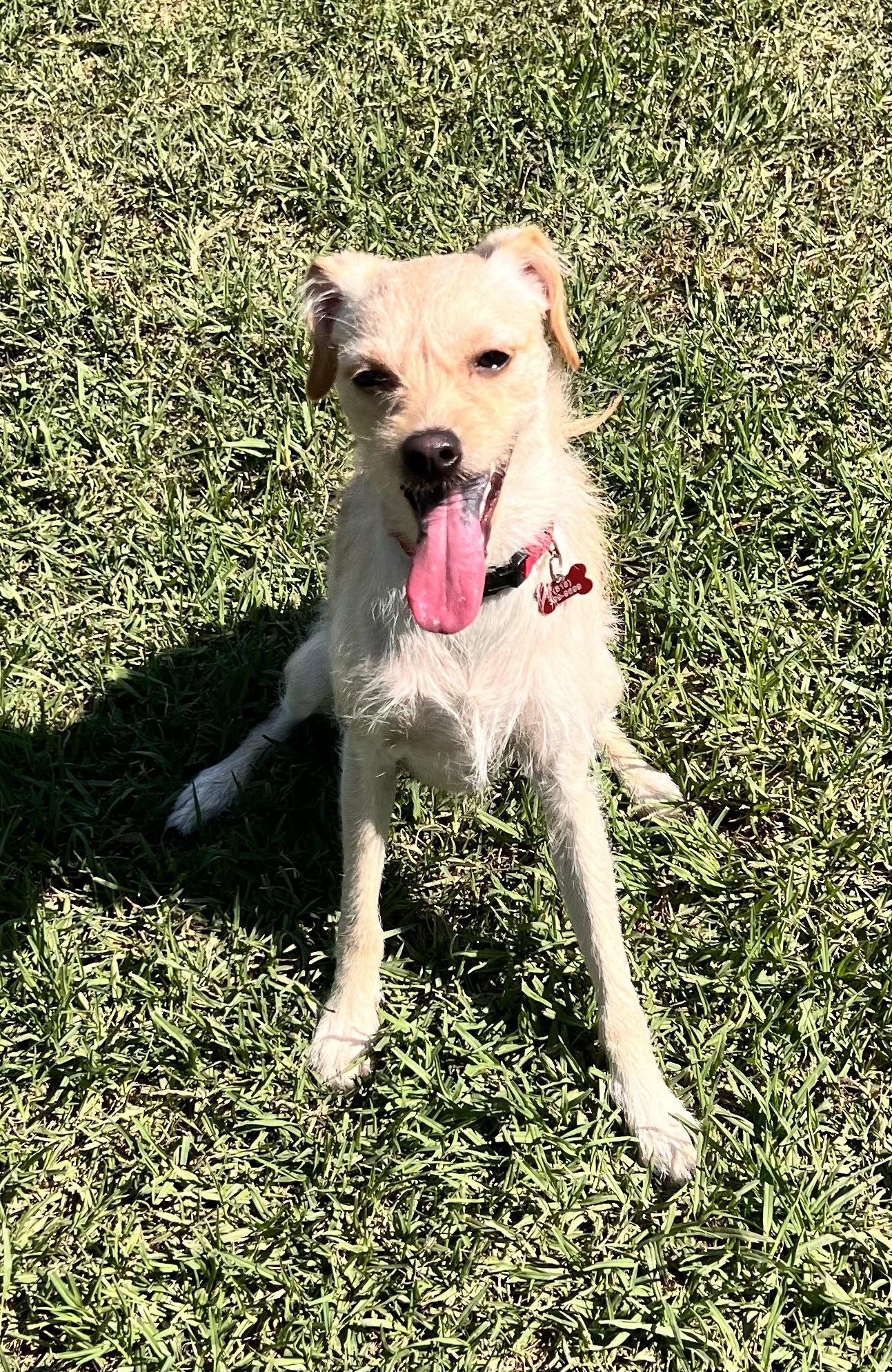 Elsa, a Adoptable mixed breed in Encino, CA image 2/5