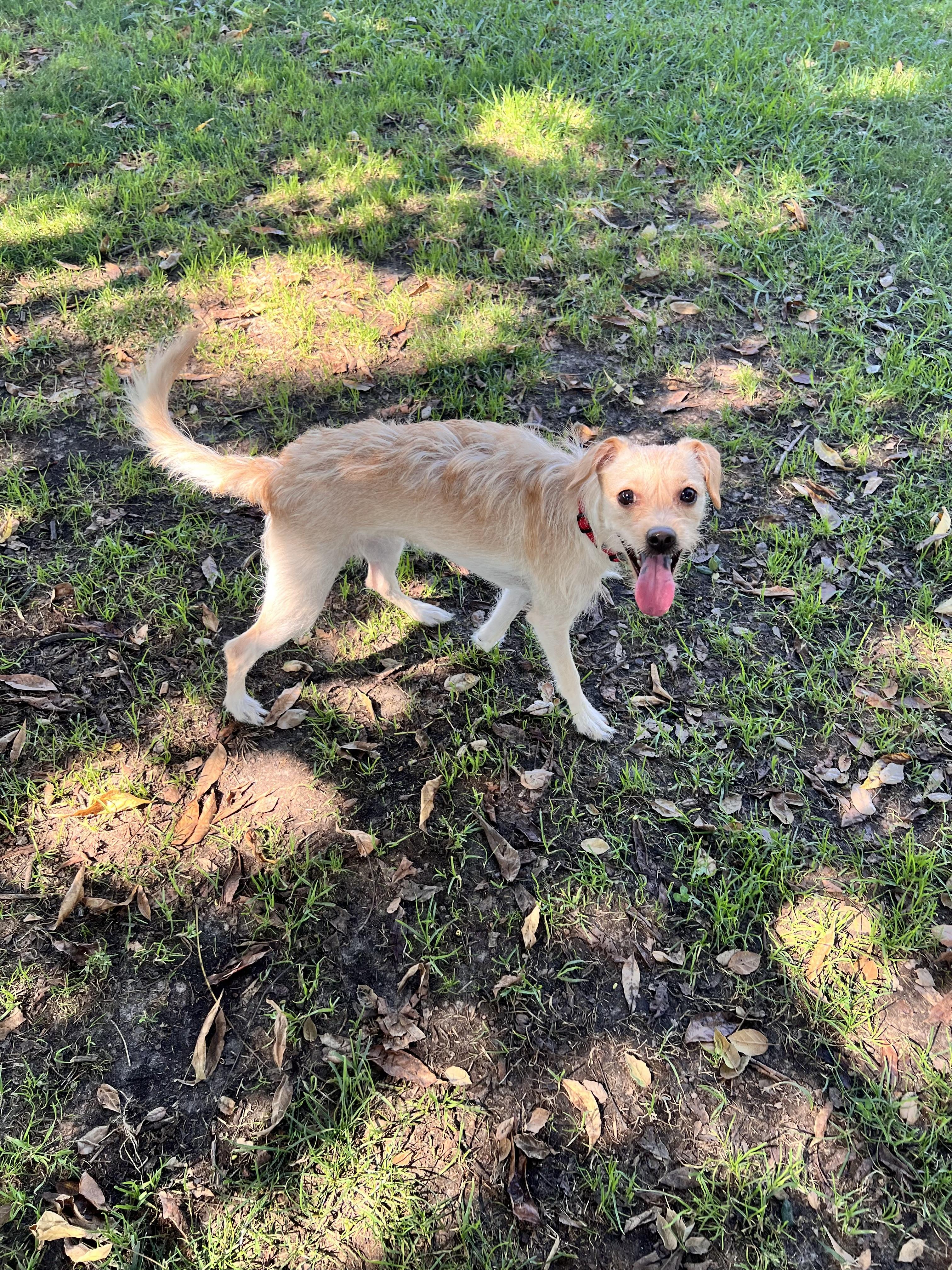 Elsa, a Adoptable mixed breed in Encino, CA image 3/5