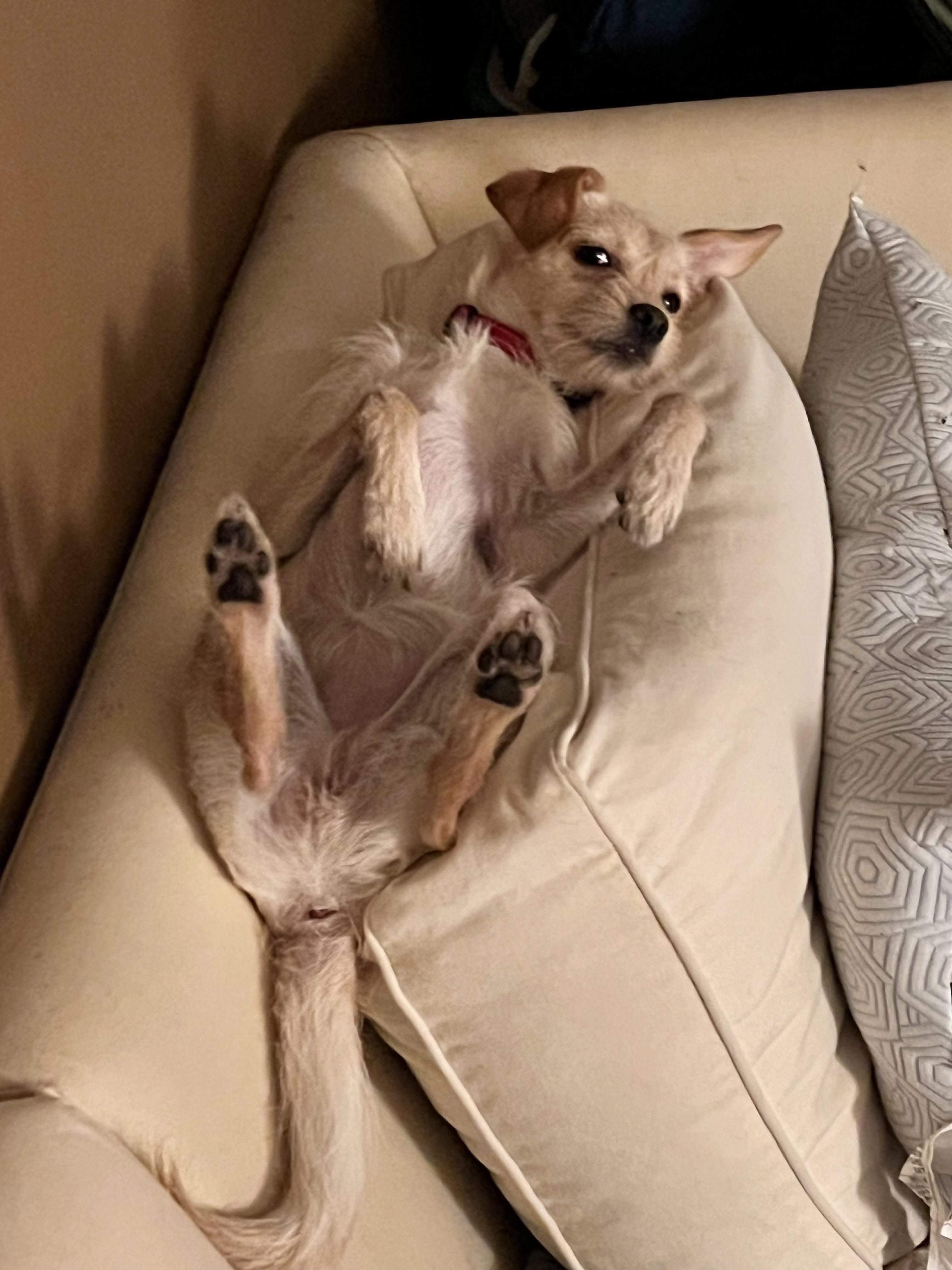 Elsa, an adoptable Terrier, Pomeranian in Encino, CA, 91316 | Photo Image 5