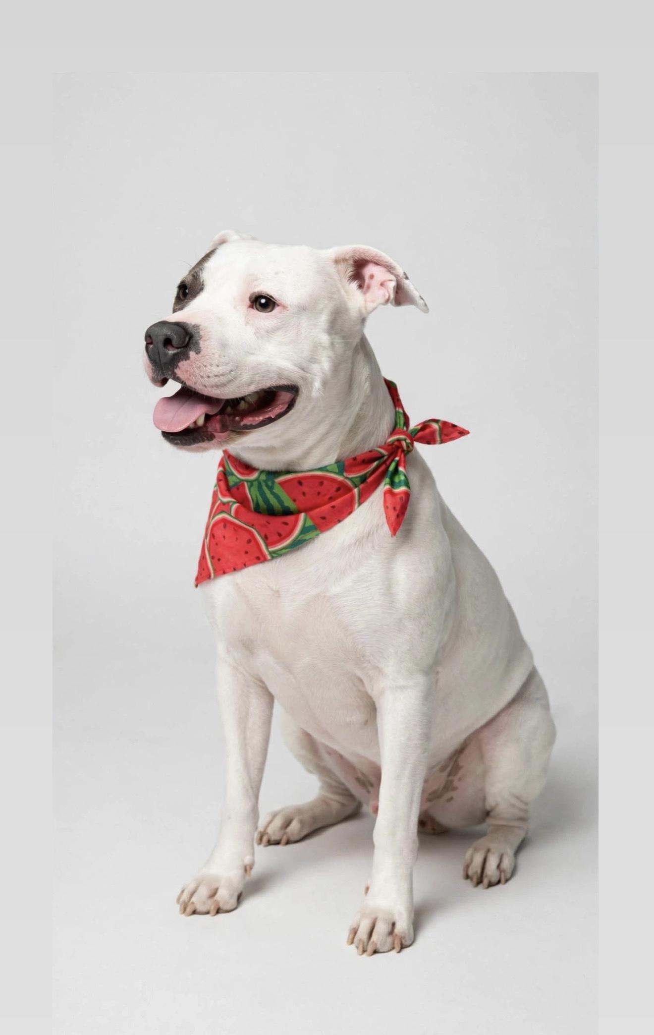 Enlarge CONWAY, a Adoptable mixed breed in Brattleboro, VT image 2/6