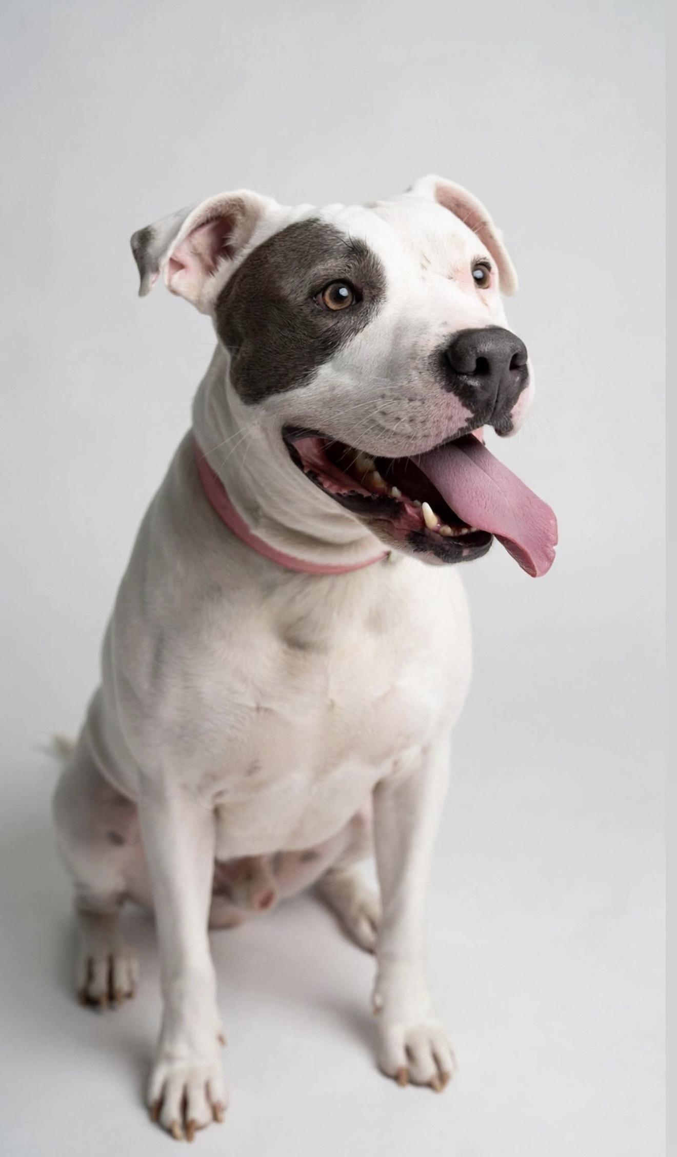 Enlarge CONWAY, a Adoptable mixed breed in Brattleboro, VT image 3/6