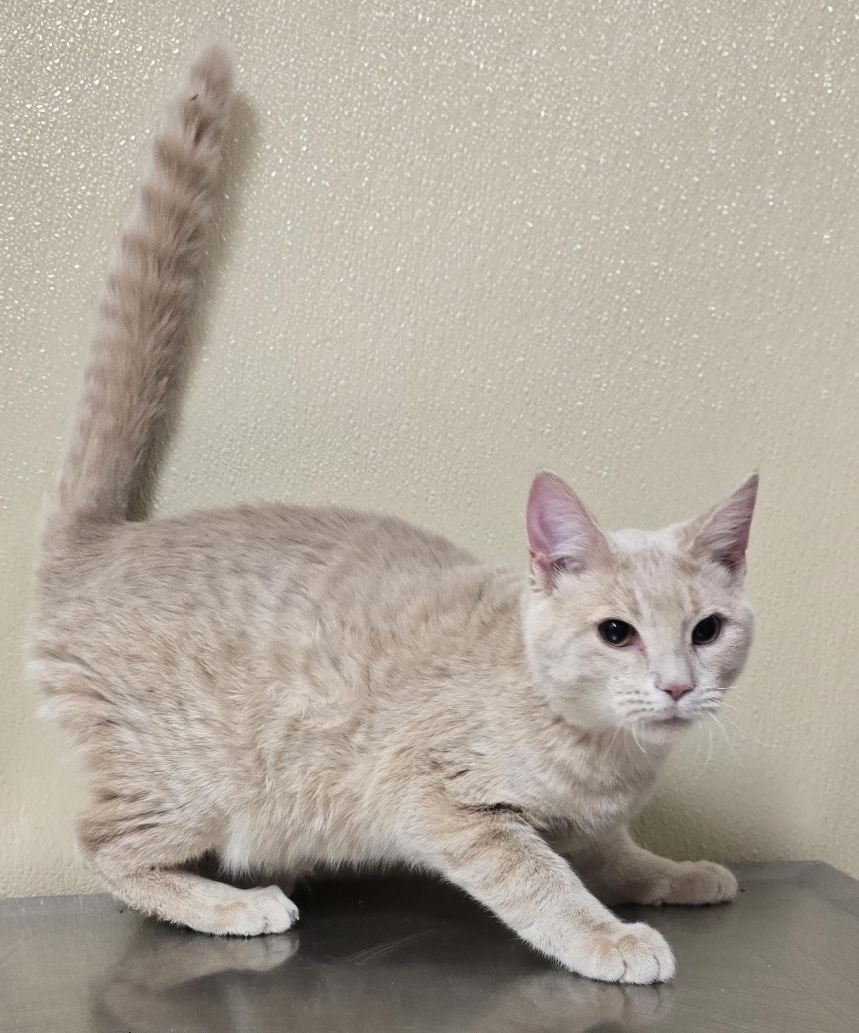 Enlarge Mack, an adopted mixed breed in Brainerd, MN image 1/1