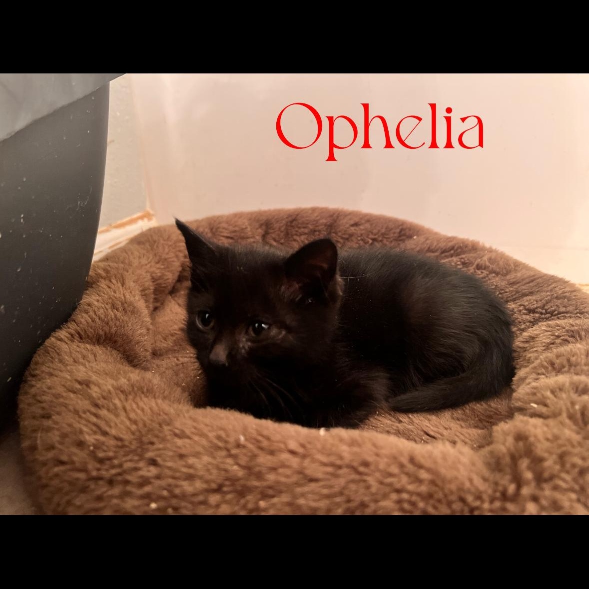 Enlarge Ophelia, a Adoptable Domestic Short Hair in Omaha, NE image 3/3