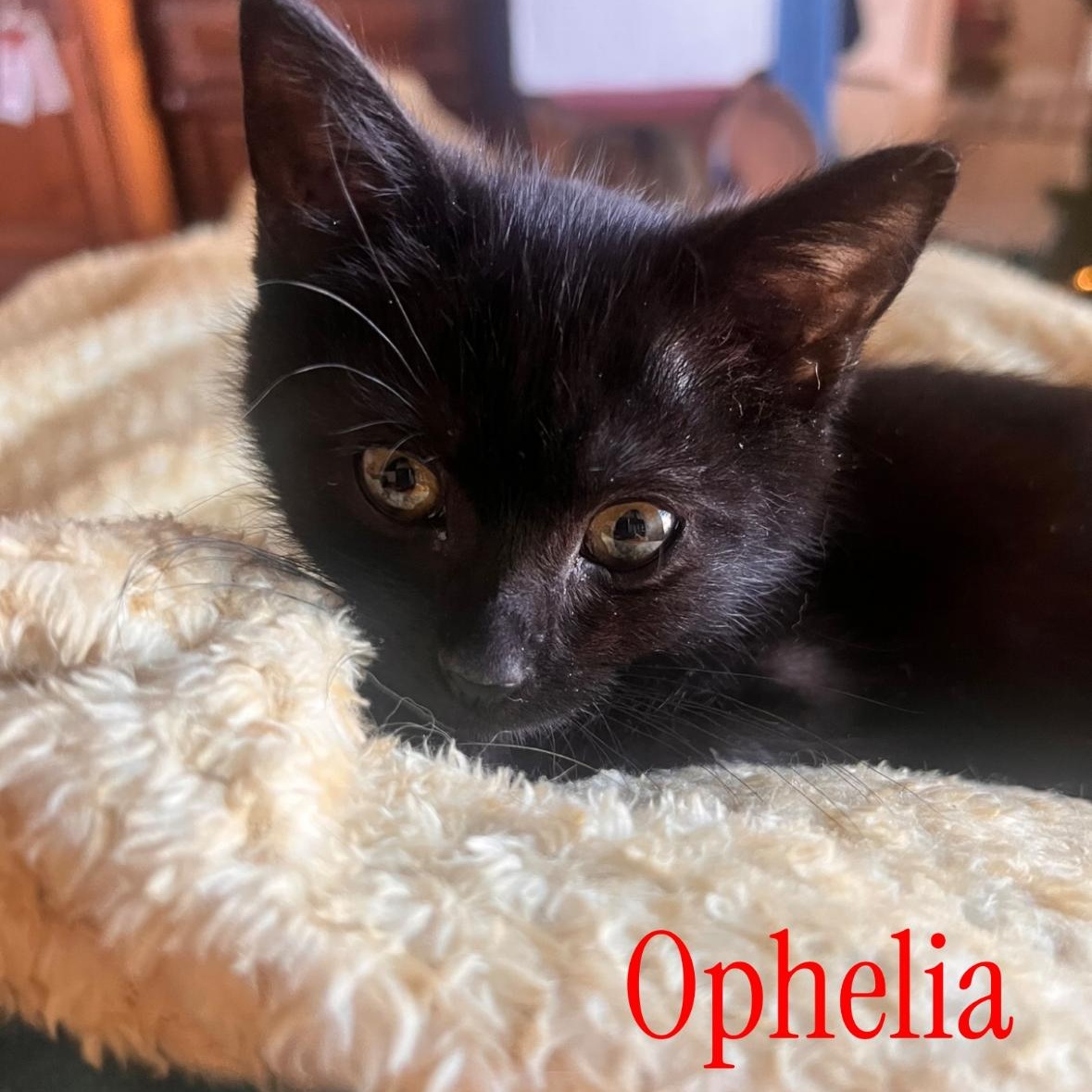 Enlarge Ophelia, a Adoptable Domestic Short Hair in Omaha, NE image 2/3