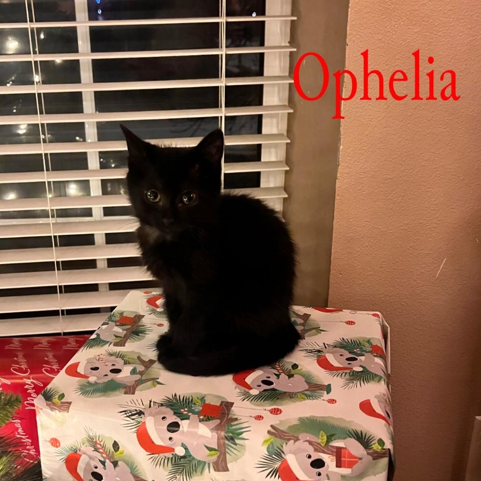 Ophelia, Adoptable, Kitten Female Domestic Short Hair.