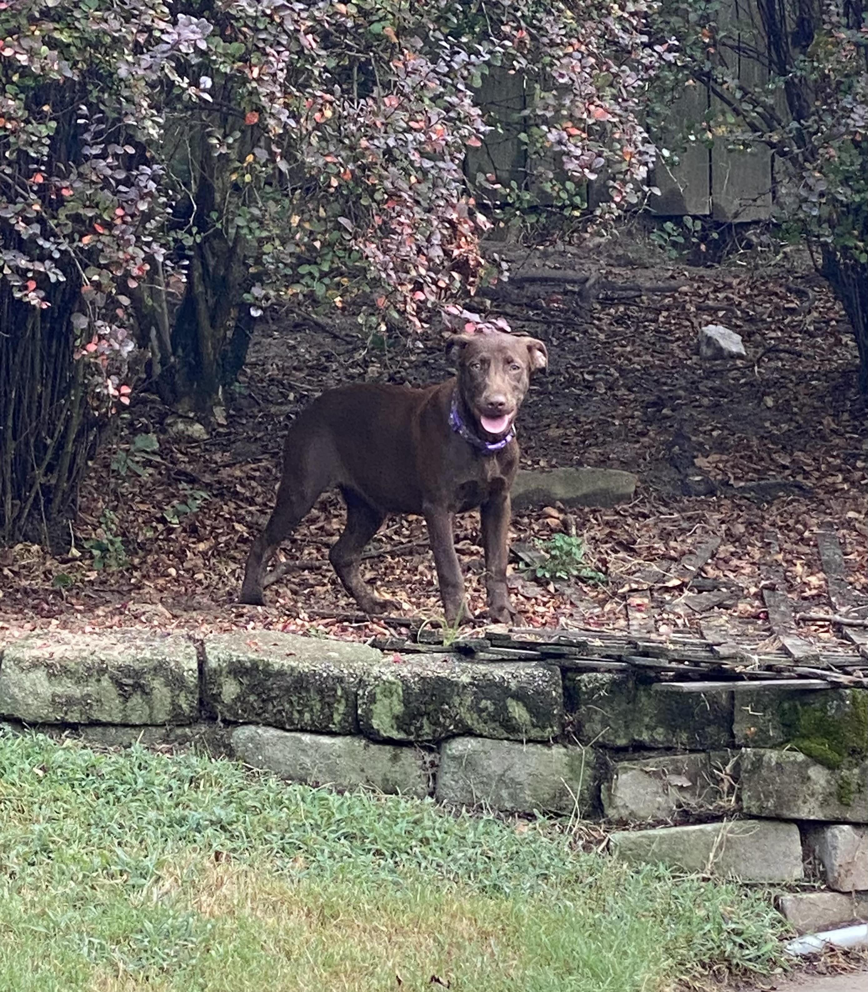 Candy - Come Meet Me!