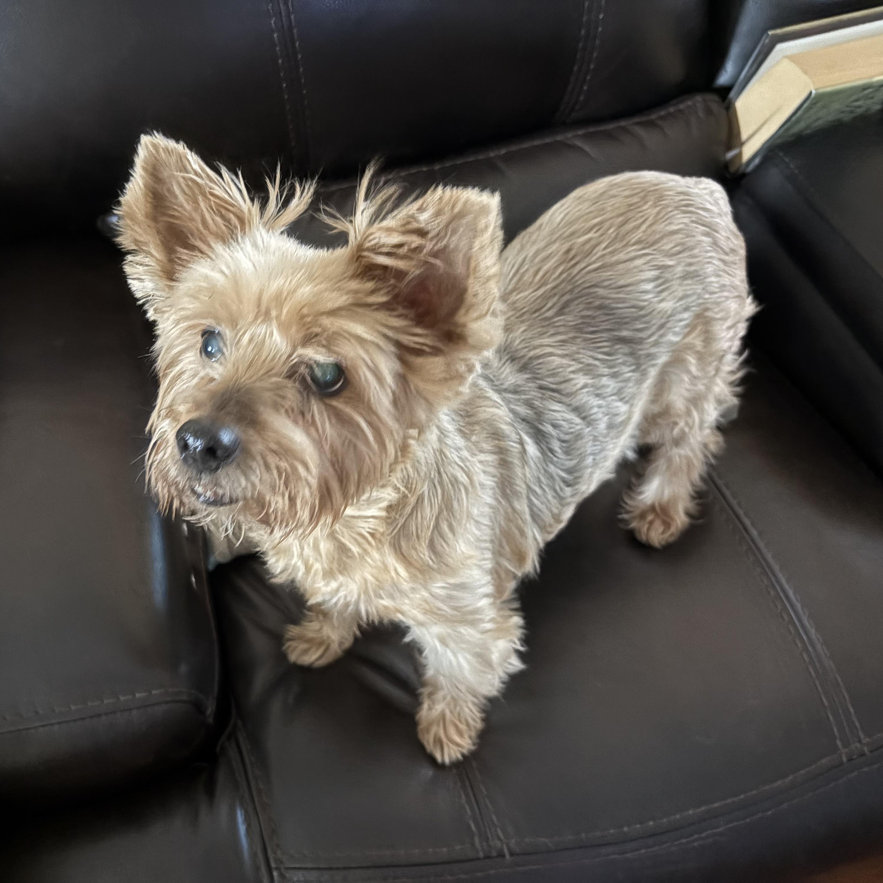 Rosie