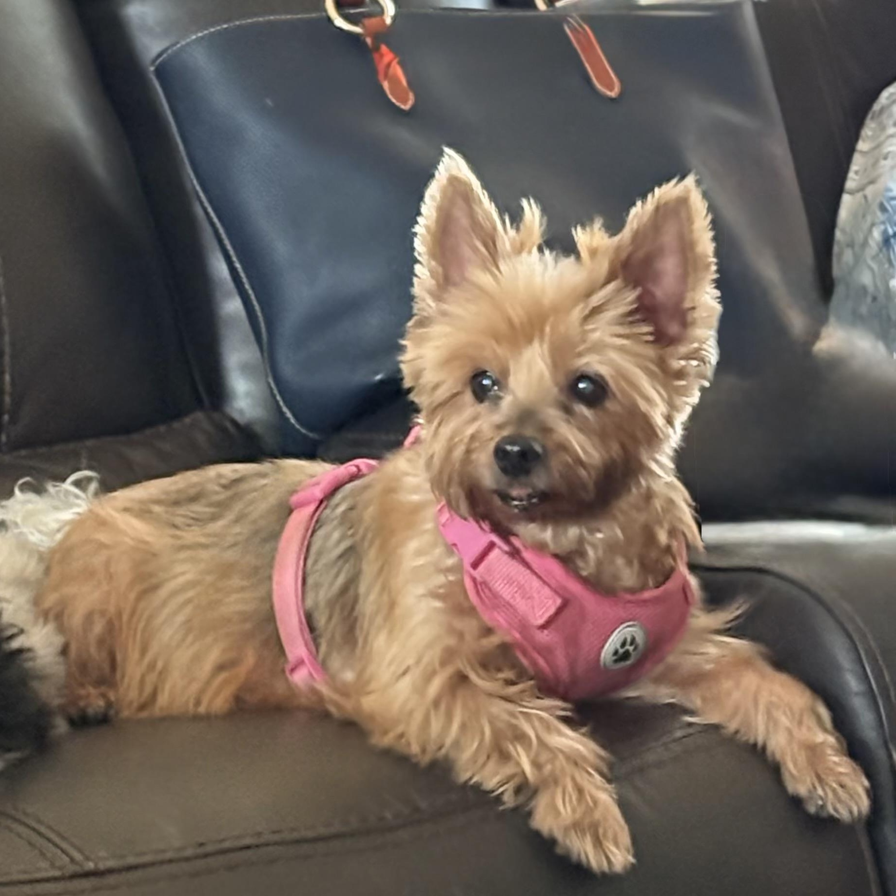 Rosie