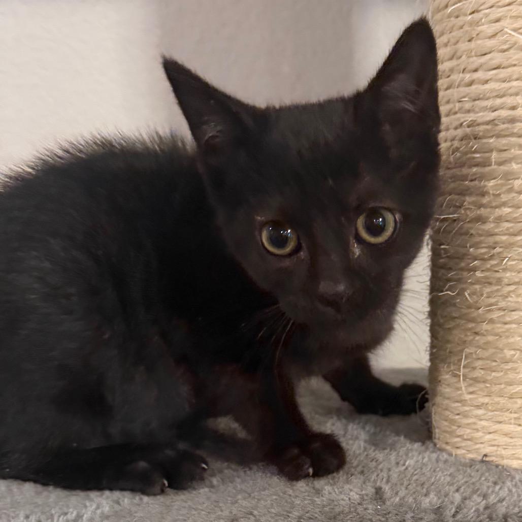 Merry, Adoptable, Kitten Female Domestic Short Hair.