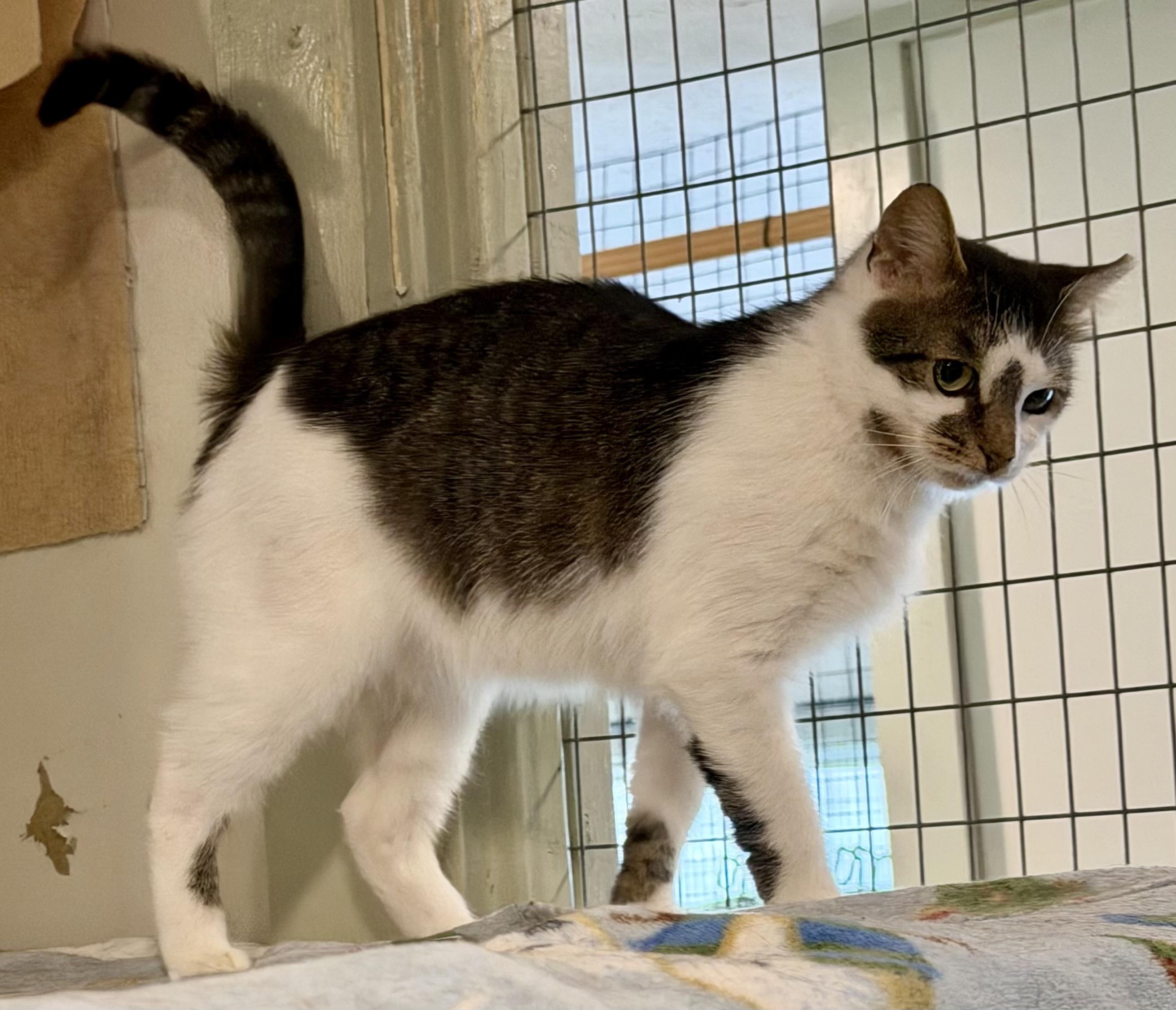 Enlarge Smudge, a ADOPTABLE Domestic Short Hair in South Euclid, OH image 2/3