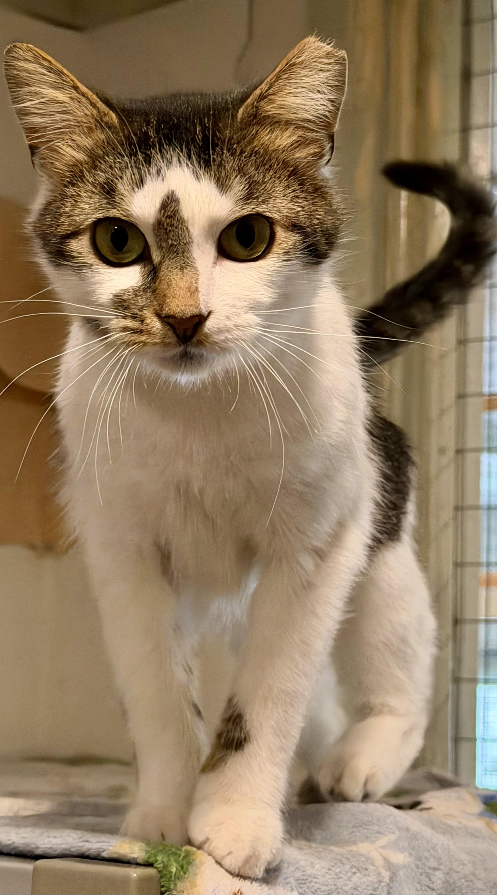 Smudge, ADOPTABLE, Adult Male Domestic Short Hair.