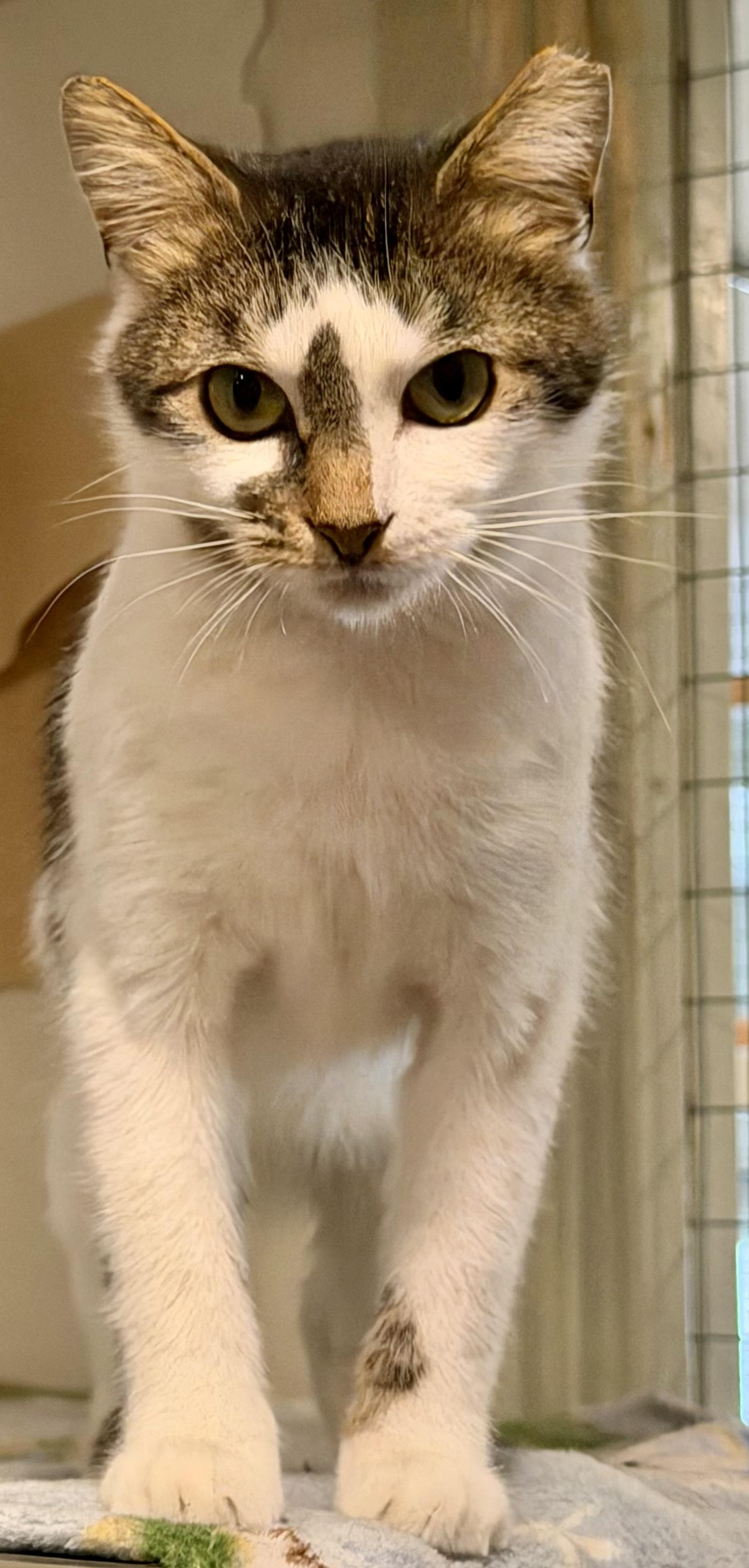 Enlarge Smudge, a ADOPTABLE Domestic Short Hair in South Euclid, OH image 3/3