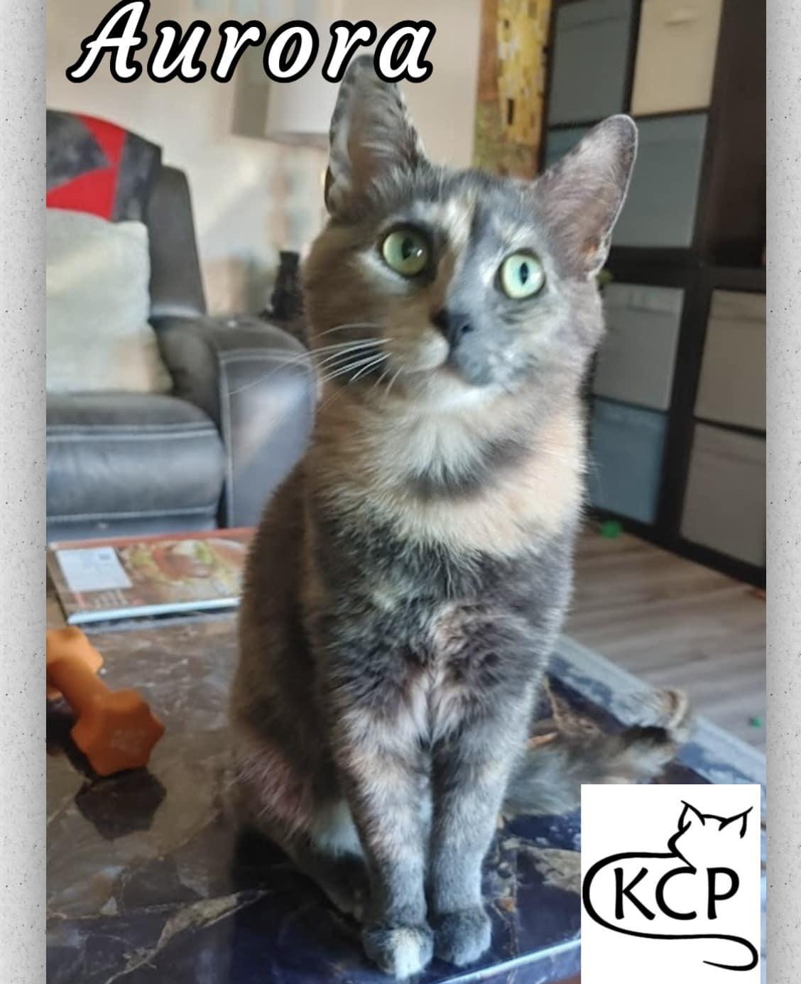 Aurora, an adoptable Domestic Short Hair in Courtenay, BC, V9N 7P1 | Photo Image 1