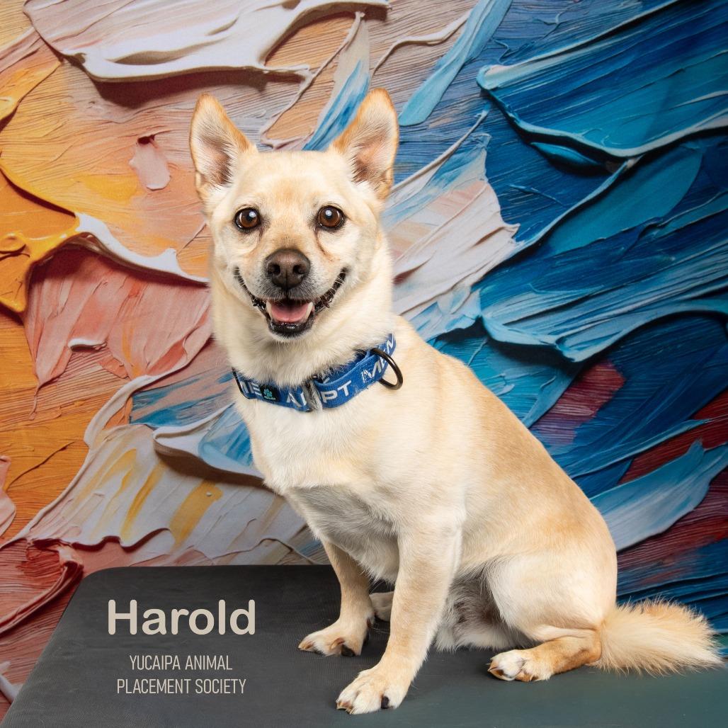 Harold, a Adoptable mixed breed in Yucaipa, CA image 1/5