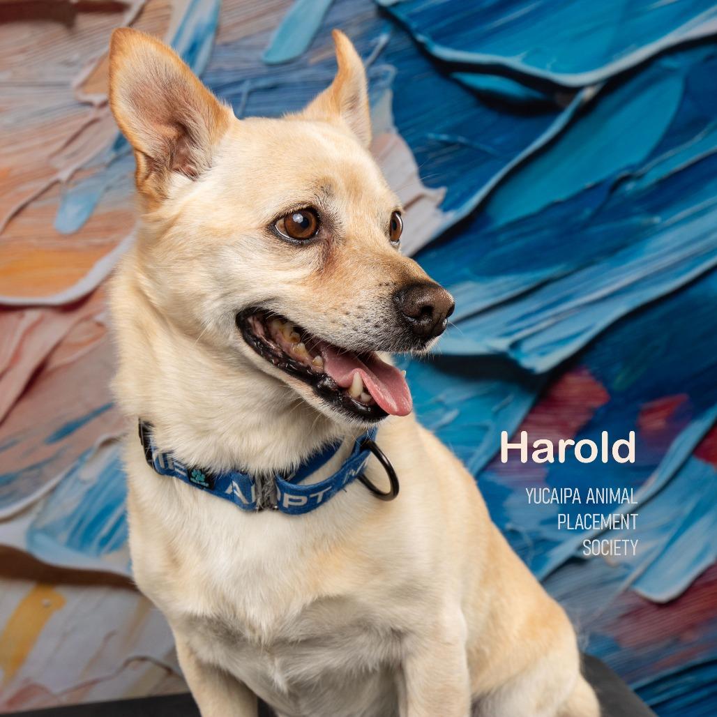 Harold, a Adoptable mixed breed in Yucaipa, CA image 2/5