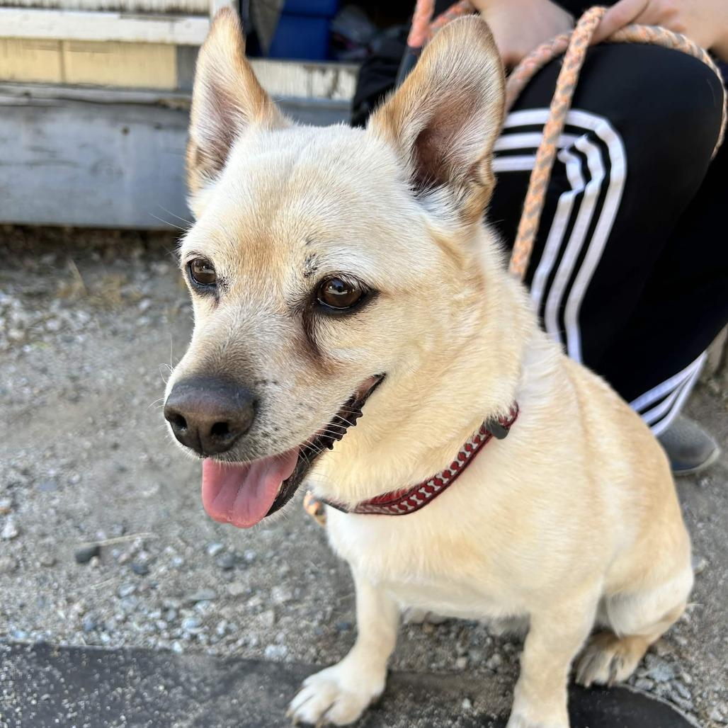Harold, a Adoptable mixed breed in Yucaipa, CA image 3/5