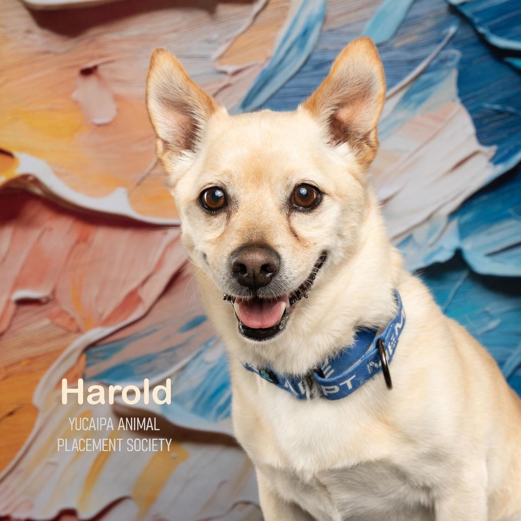 Harold, a Adoptable mixed breed in Yucaipa, CA image 4/5