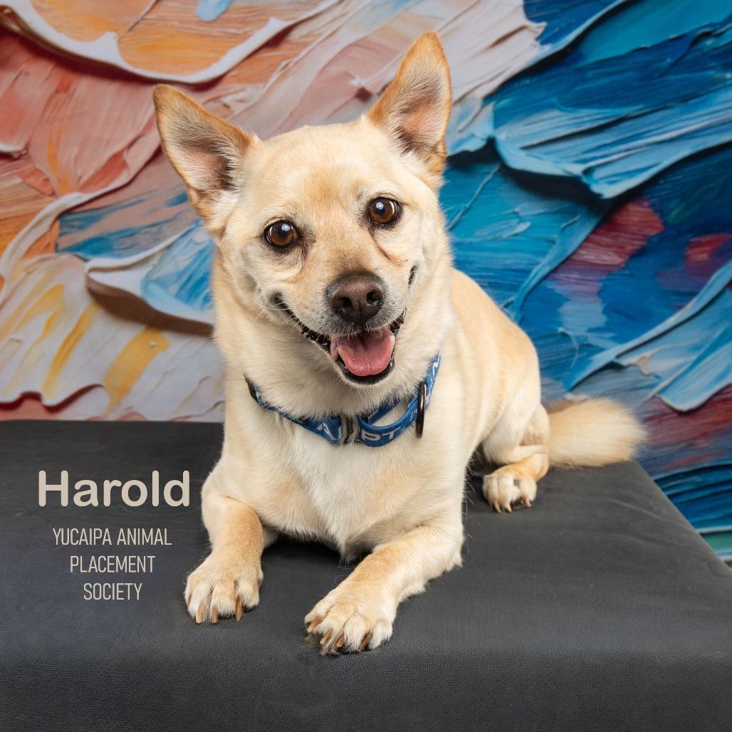 Harold, a Adoptable mixed breed in Yucaipa, CA image 5/5