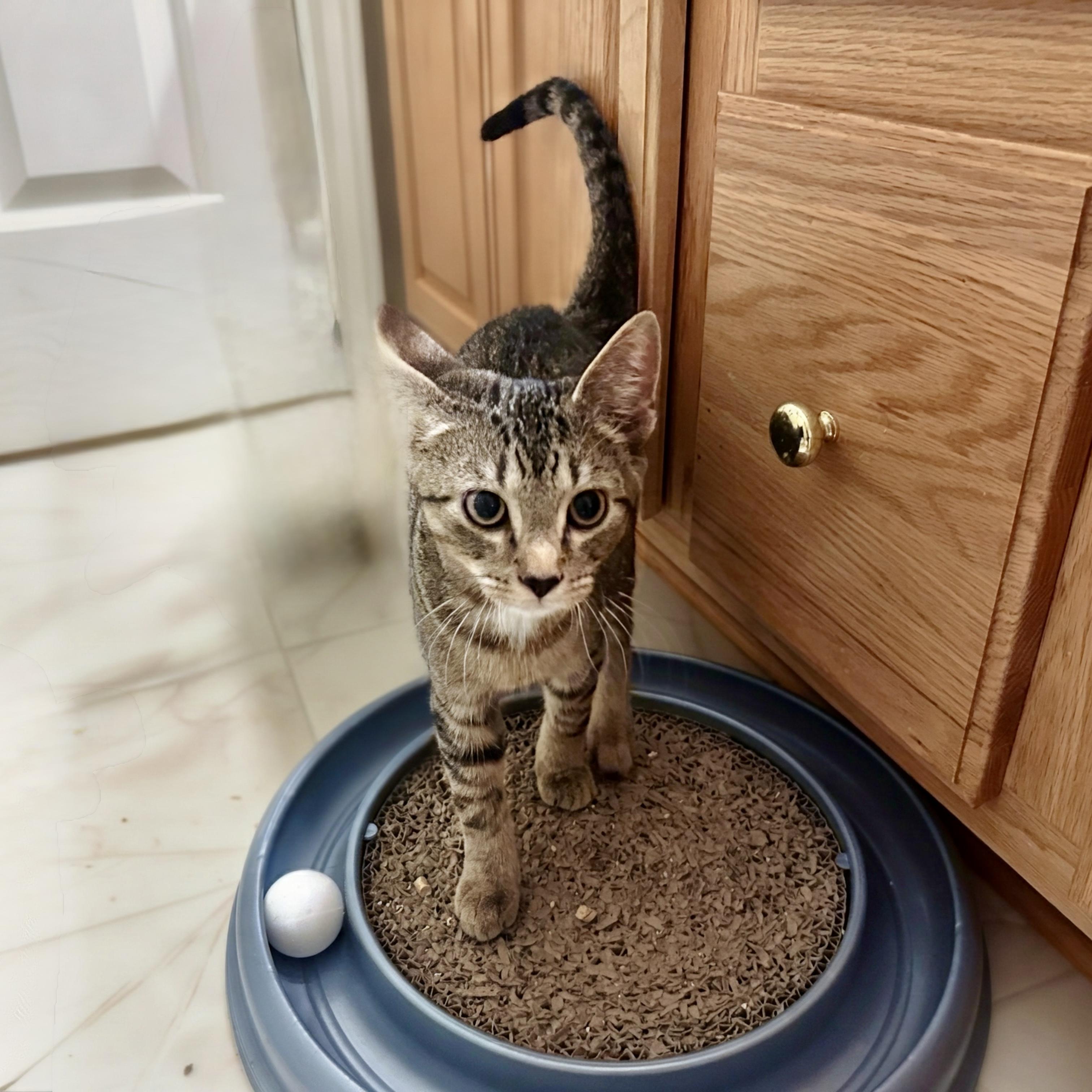 Mulberry, Adoptable, Kitten Male Domestic Short Hair.