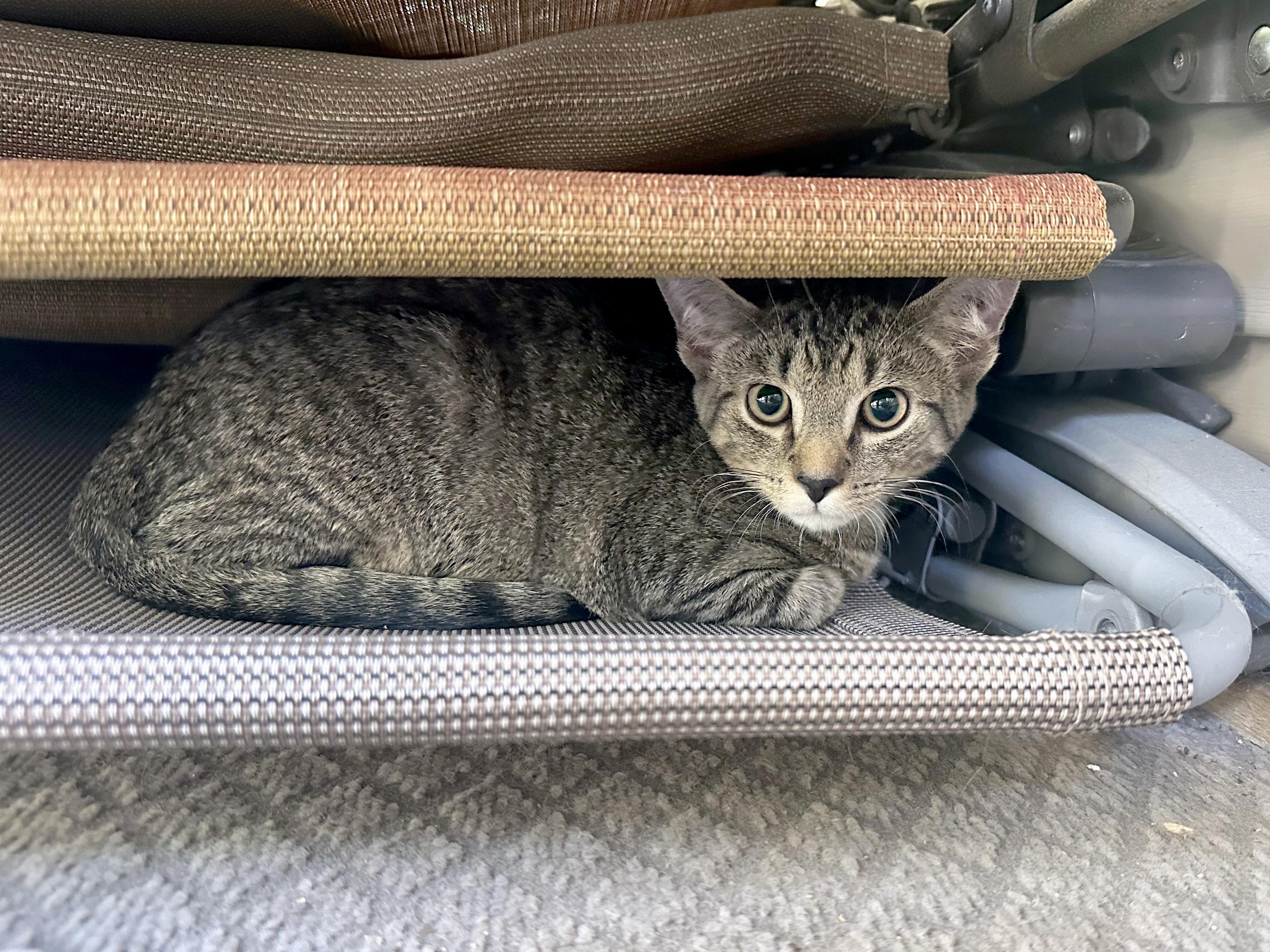 Enlarge Mulberry, a Adoptable Domestic Short Hair in Apex, NC image 3/6