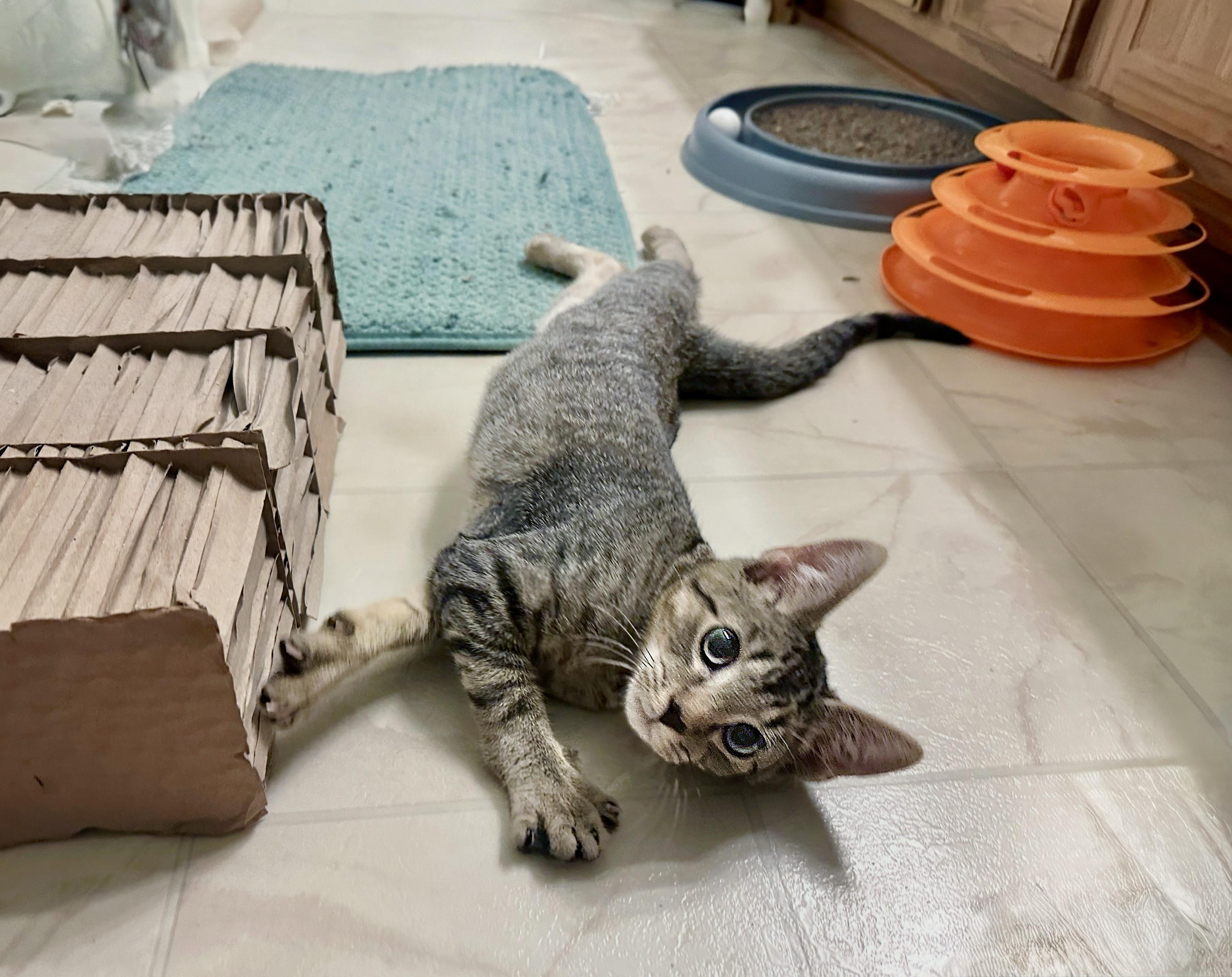 Enlarge Mulberry, a Adoptable Domestic Short Hair in Apex, NC image 2/6