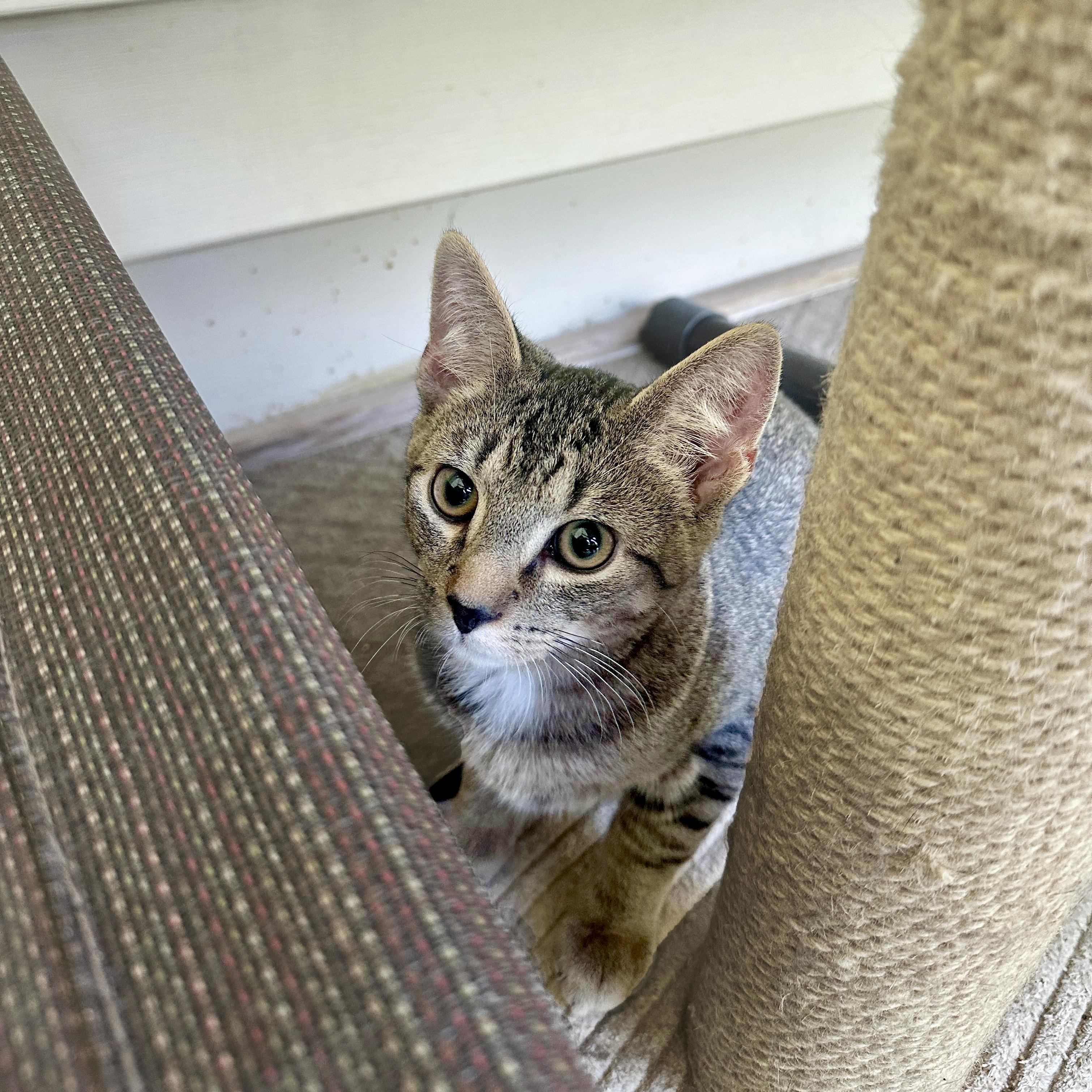 Enlarge Mulberry, a Adoptable Domestic Short Hair in Apex, NC image 5/6