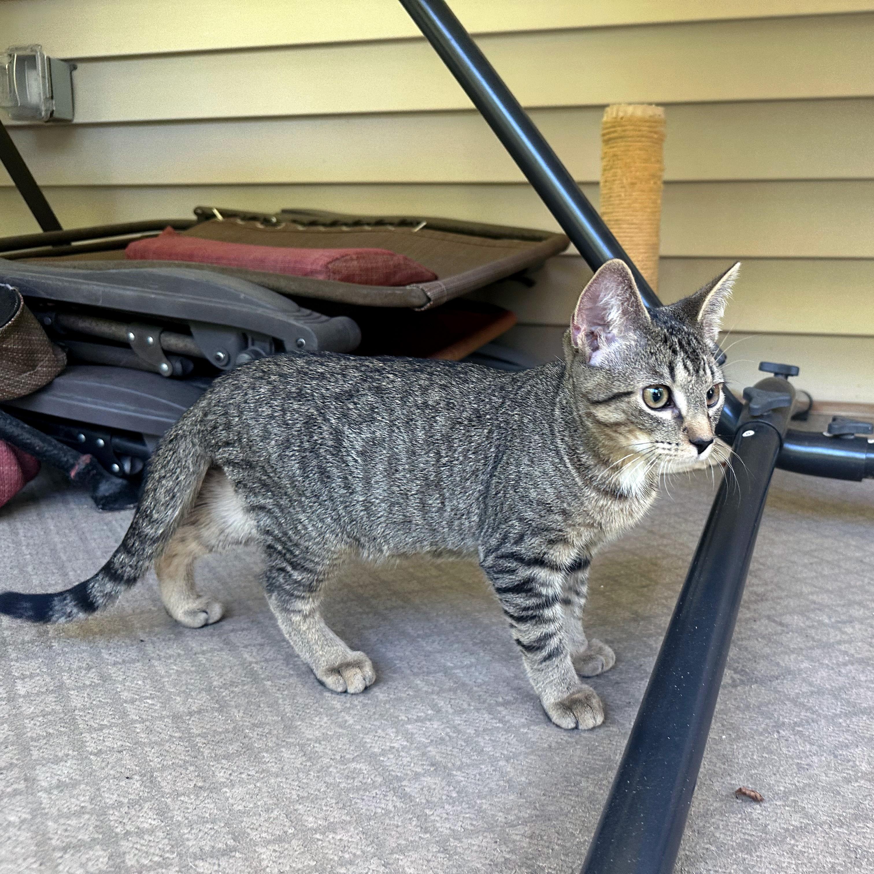 Enlarge Mulberry, a Adoptable Domestic Short Hair in Apex, NC image 4/6
