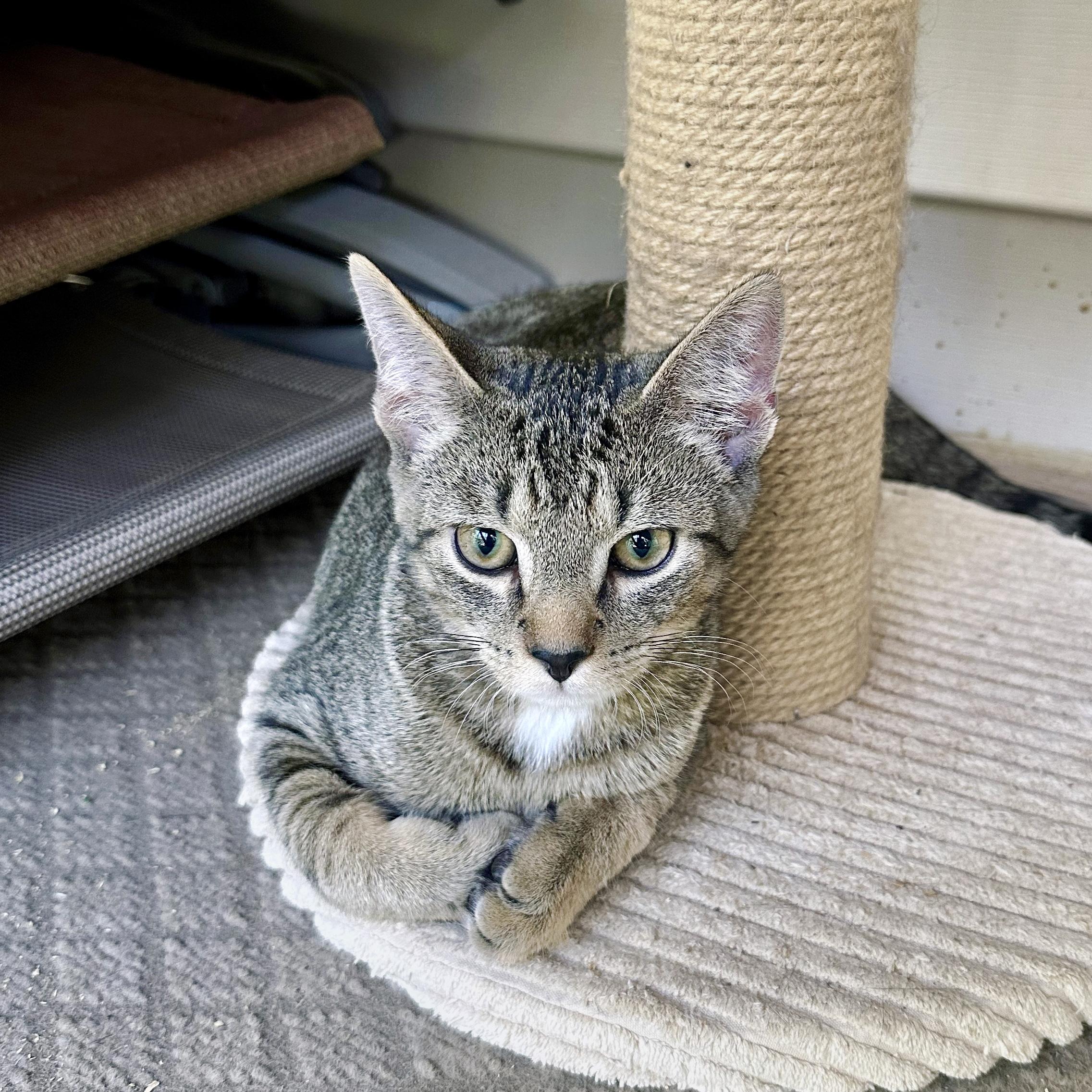 Enlarge Mulberry, a Adoptable Domestic Short Hair in Apex, NC image 6/6