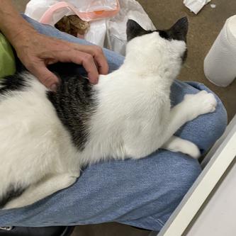 Enlarge Trooper, a Adoptable Domestic Short Hair in Tallahassee, FL image 1/2