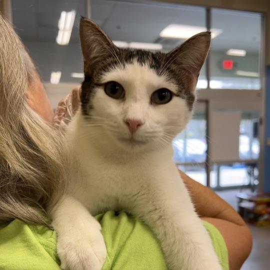 Enlarge Trooper, a Adoptable Domestic Short Hair in Tallahassee, FL image 2/2