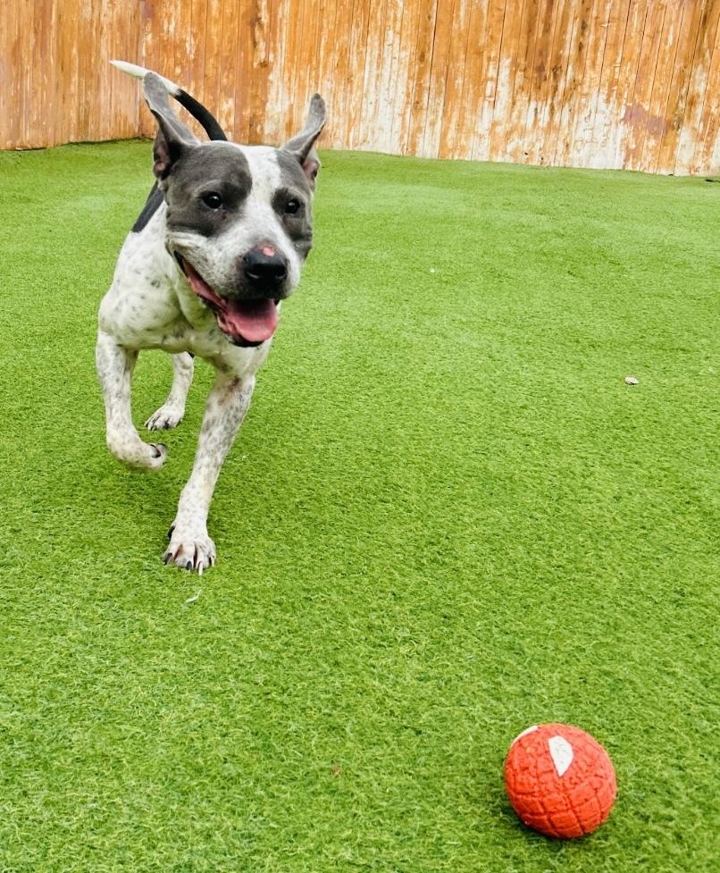 Enlarge Buddy, a Adoptable Pit Bull Terrier in Springfield, OR image 5/6