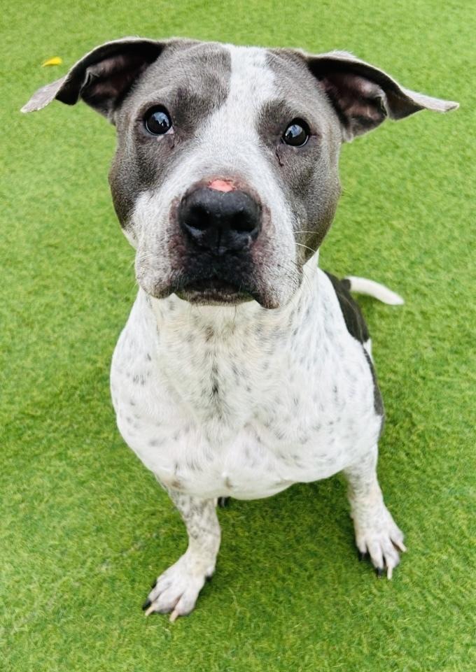 Enlarge Buddy, a Adoptable Pit Bull Terrier in Springfield, OR image 2/6