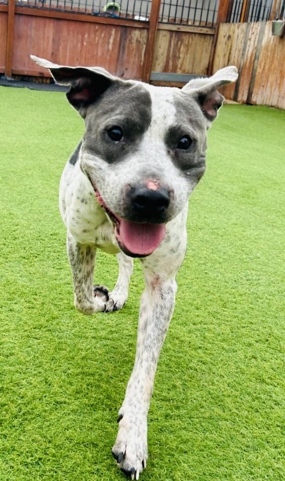 Enlarge Buddy, a Adoptable Pit Bull Terrier in Springfield, OR image 3/6