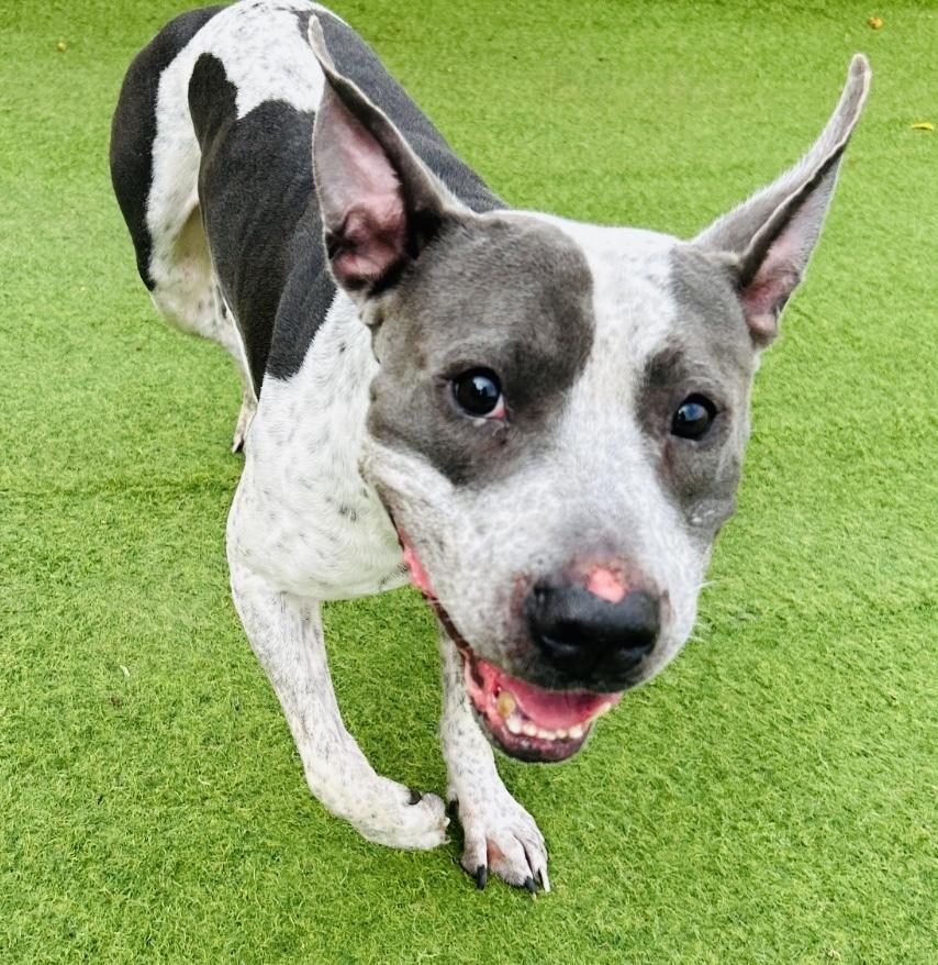 Enlarge Buddy, a Adoptable Pit Bull Terrier in Springfield, OR image 6/6