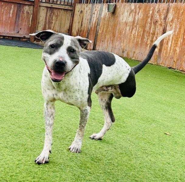 Buddy, Adoptable, Adult Male Pit Bull Terrier.